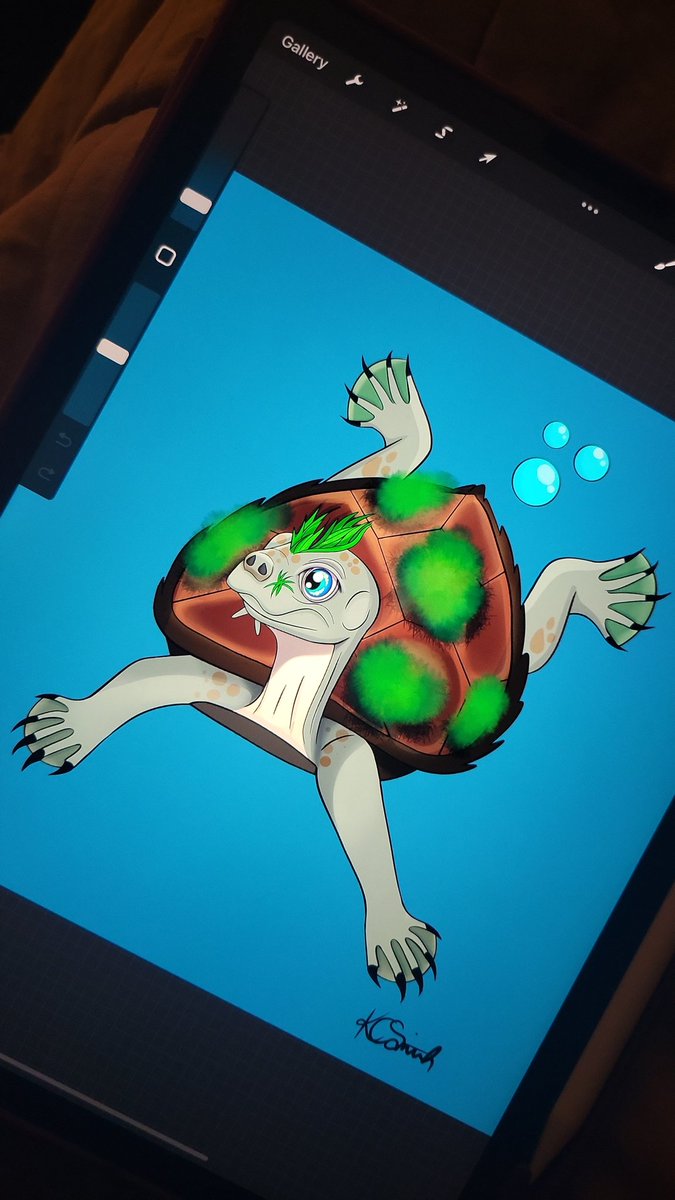klumsyttv's tweet photo. Here's my #maryriverturtle https://t.co/CqLgJnrWFC