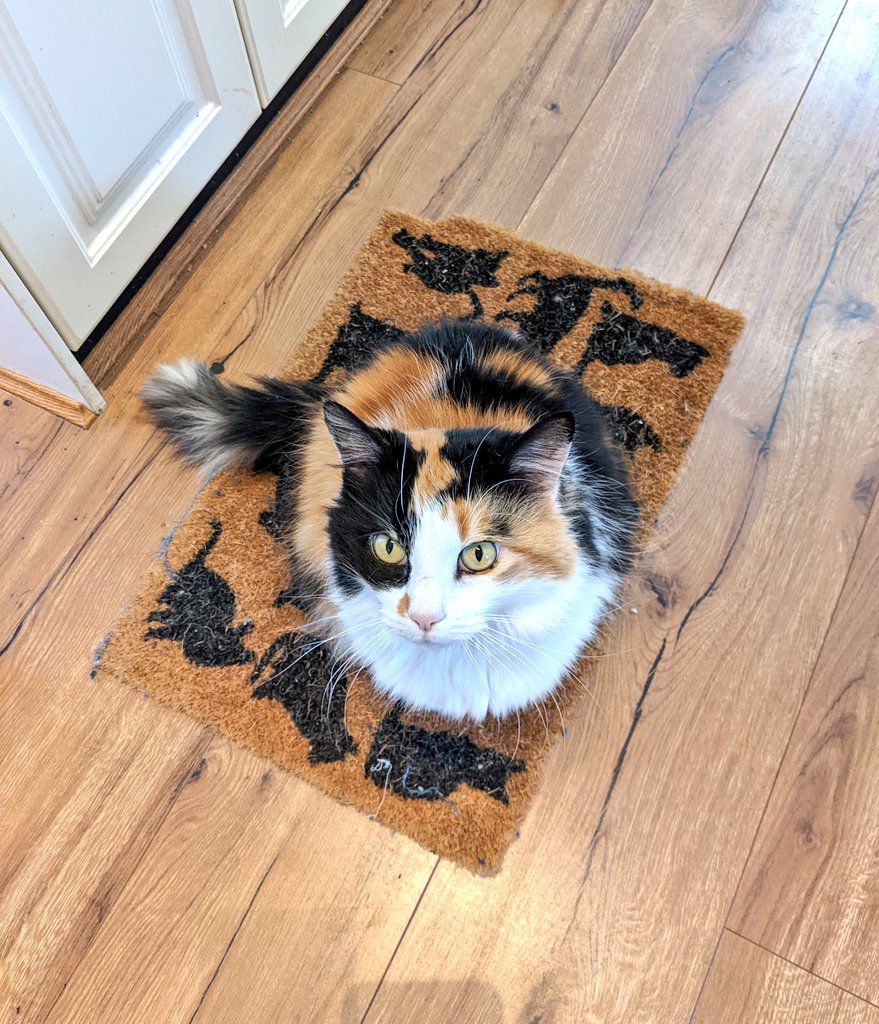 It's almost 2.30pm, time to sit in the kitchen and meow consistently until mum gives in and feeds me dinner meats 😼✨ #CatsofTwittter