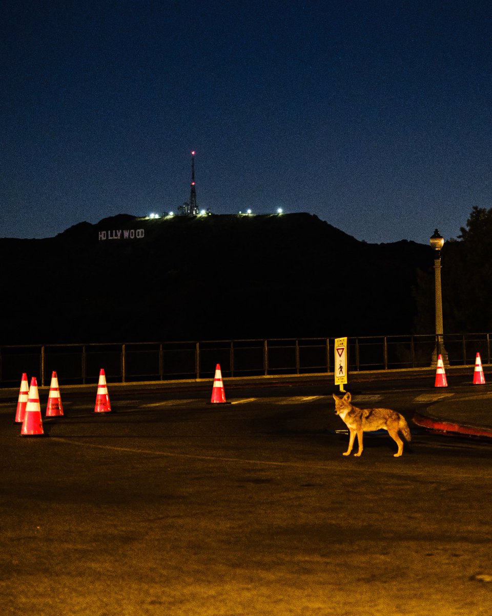Till tomorrow, and we will own the night like the #coyotes at #GriffithPark #LosAngeles #Hollywood <a href="/FujifilmX_US/">FUJIFILM X/GFX USA</a>