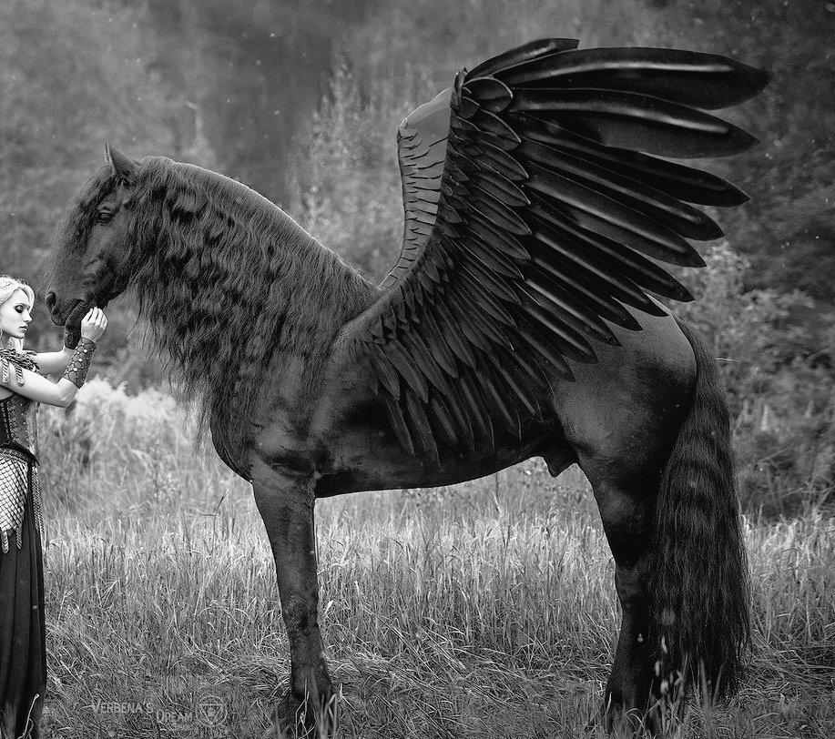 RdLestrange_tp's tweet photo. Его зовут Рим. Прекрасен. Любимчик дам. Совсем недавно был раза в четыре меньше и вот... вырос. Теперь я понимаю чувства предков, хоть чайлд-фри из меня и не вытравить. #AnotherAge https://t.co/jKyvrbrbZz