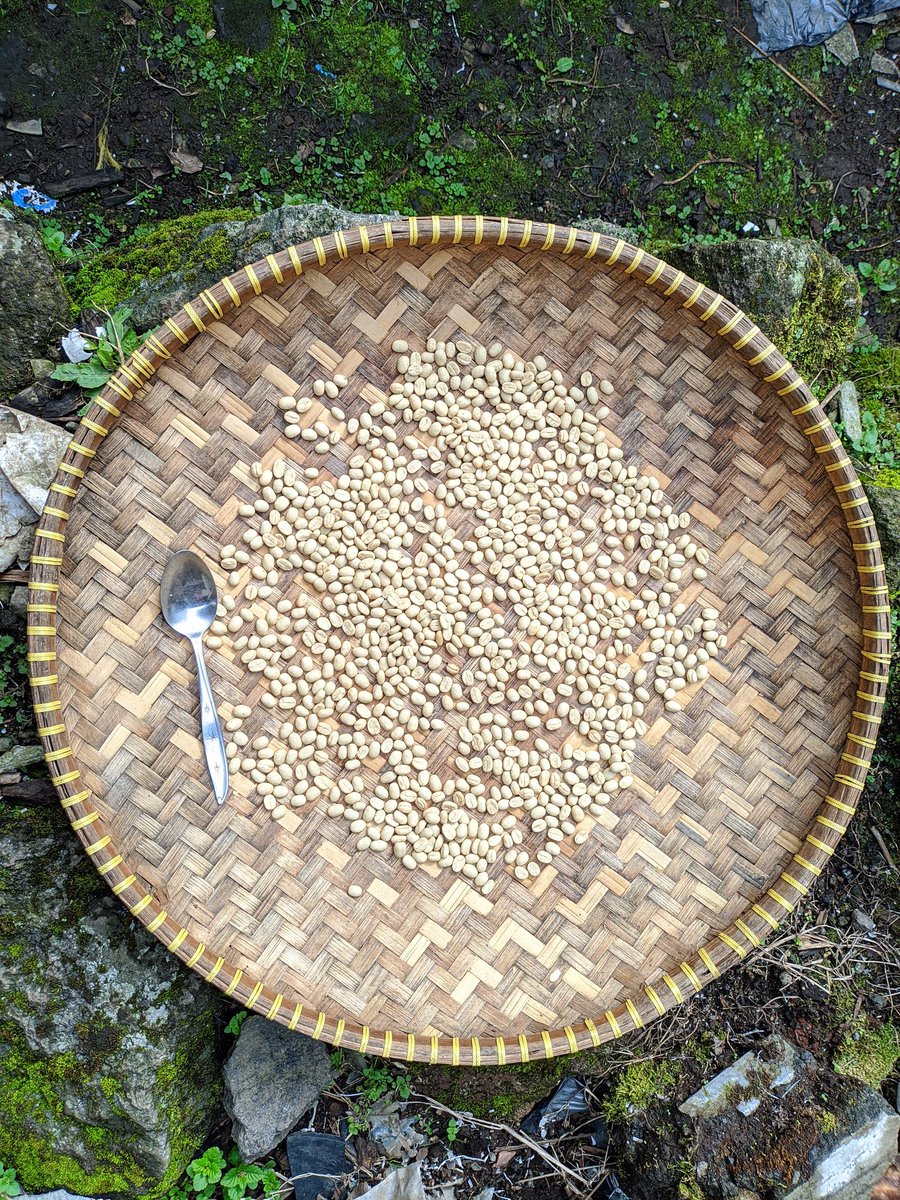ngantisue's tweet photo. Hari ke dua #KopiArabica #DiengPlateau #Batur #Banjarnegara #FullWash cuaca agak mendung dari pagi https://t.co/iytJoA1L9Z