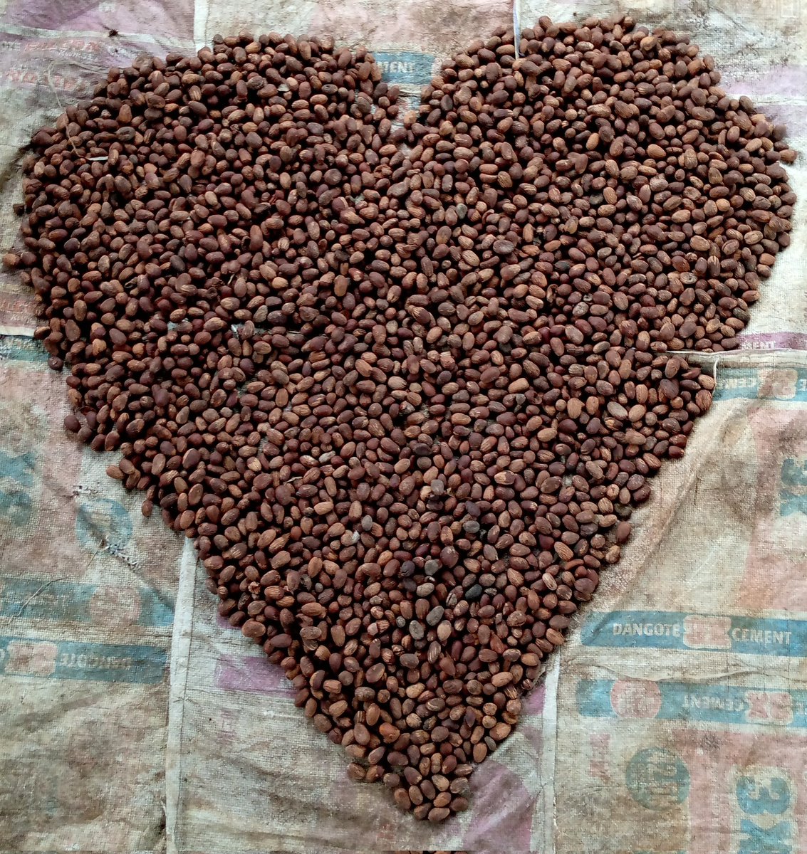 Fhato_Shea's tweet photo. @NOIweala @TechnologyAnsar The Love for Clean and well sorted sheanuts for processing of premium Unrefined Handcrafted Sheabutter in fhatosheafarm factory. #Sheabutter #shea #Sheacream #Sheaoil  #nigeria #Fhatosheafarm https://t.co/NexJE3ibGW https://t.co/LyGVu58vhU