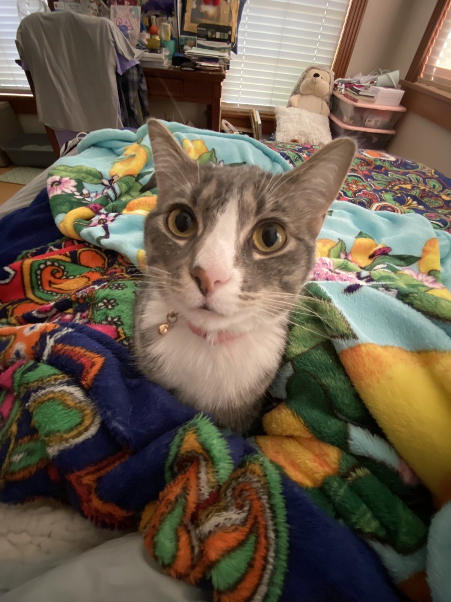 abbyyyfar's tweet photo. TAKE 0.5 PICTURES OF YOUR PETS. HAHAH SHE LOOKS SO GOOFY https://t.co/WNus8glJln