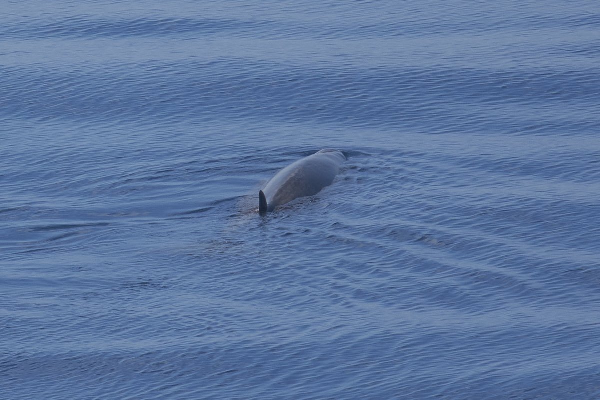 Seaskywatch tweet media