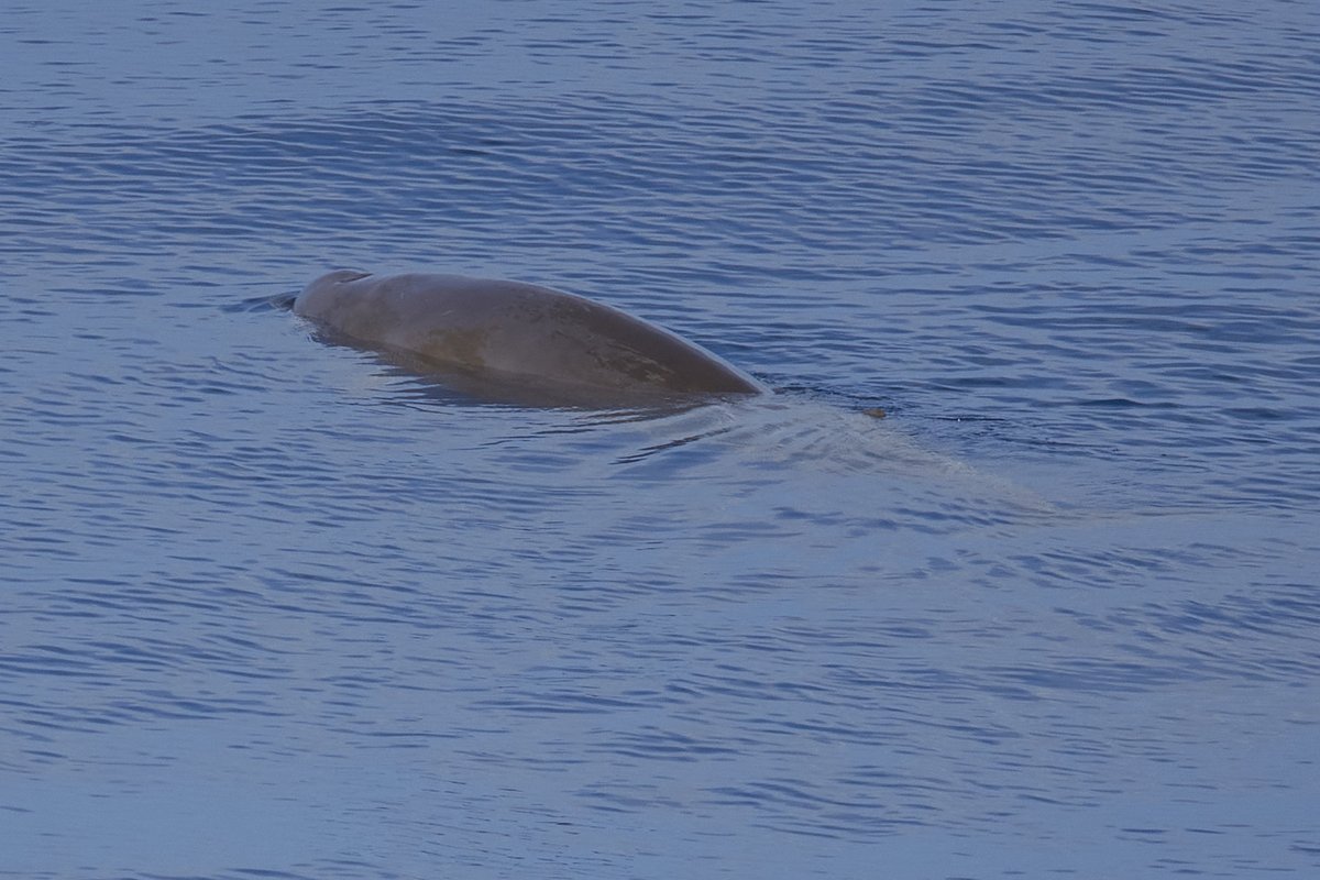 Seaskywatch tweet media