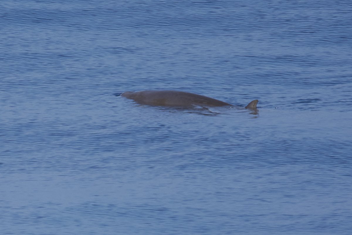 Seaskywatch tweet media