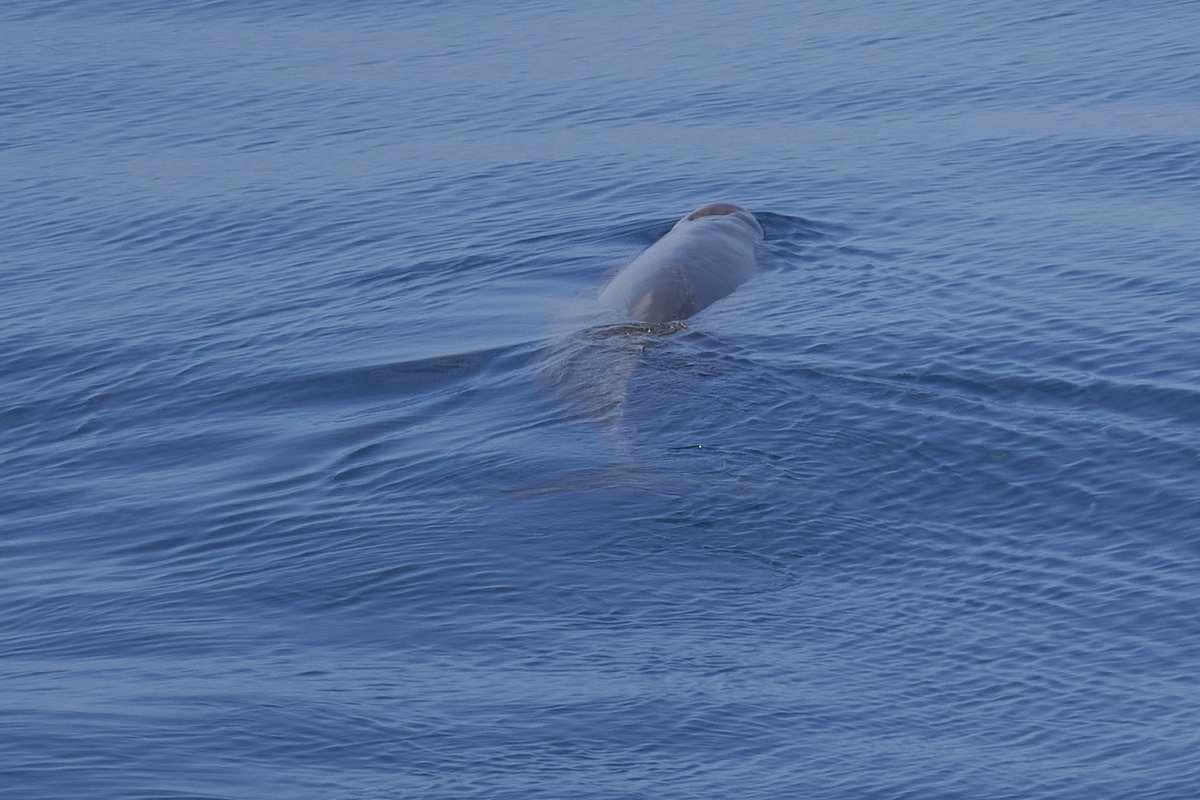 Seaskywatch tweet media