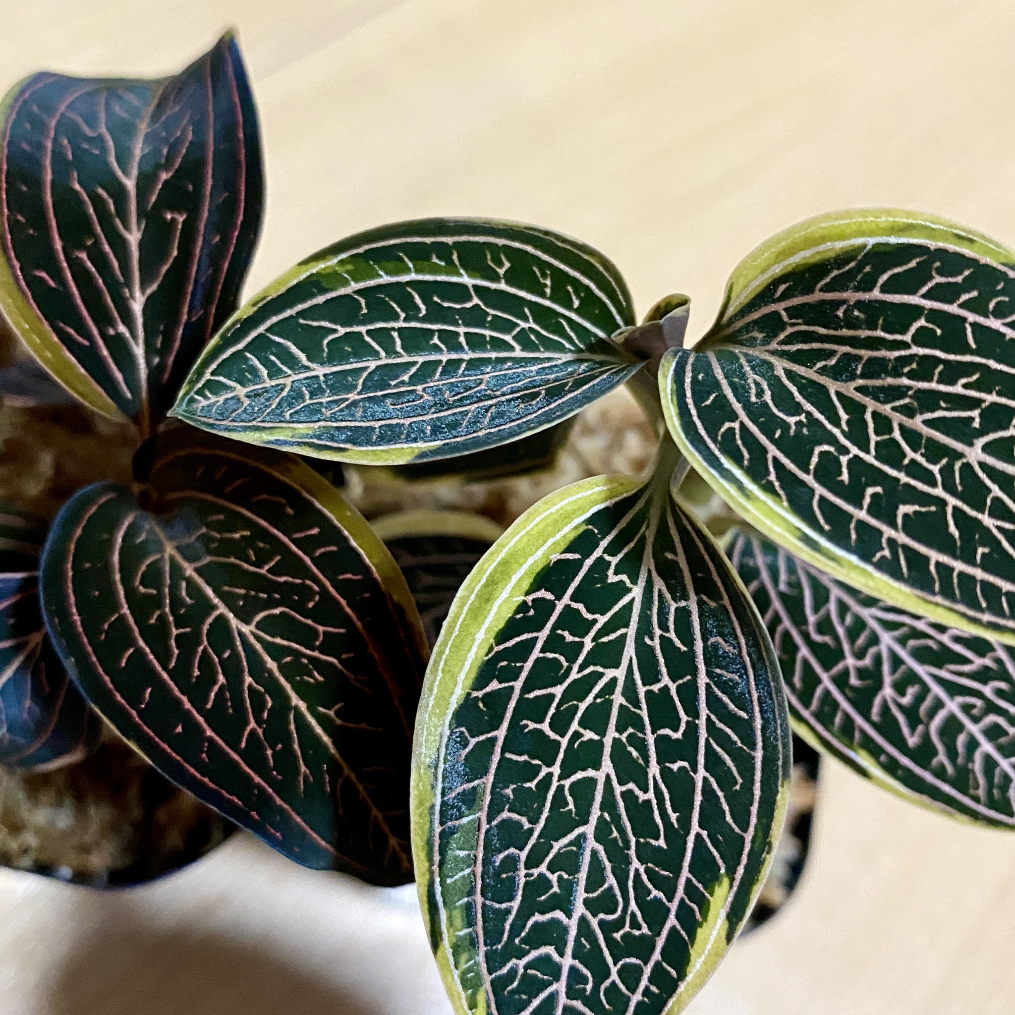 ジュエルオーキッドL. discolor var. variegated 中株