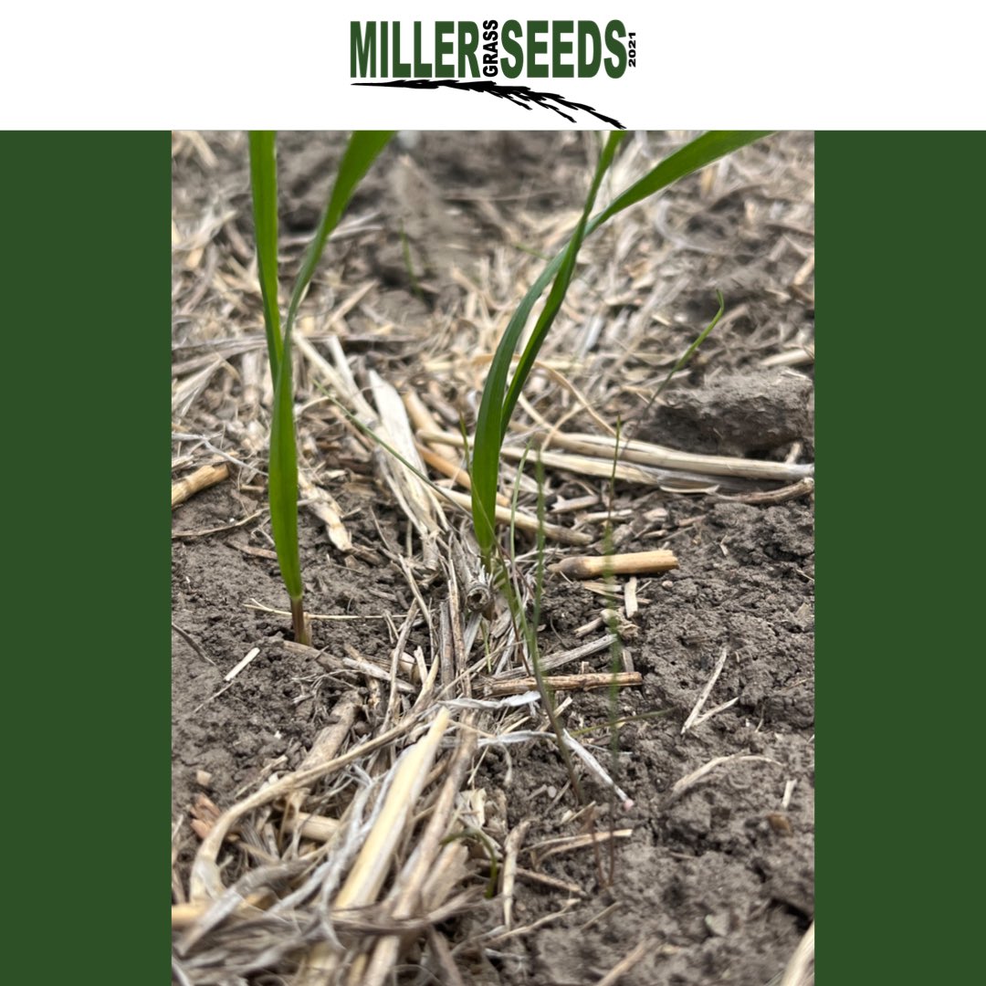MillerSeeds's tweet photo. New grass seedling .
 (Fine stemmed seedling).  

The bigger one is wheat nurse crop planted with the grass seed.🌾🌾🌾 https://t.co/J7sb0pTFjs