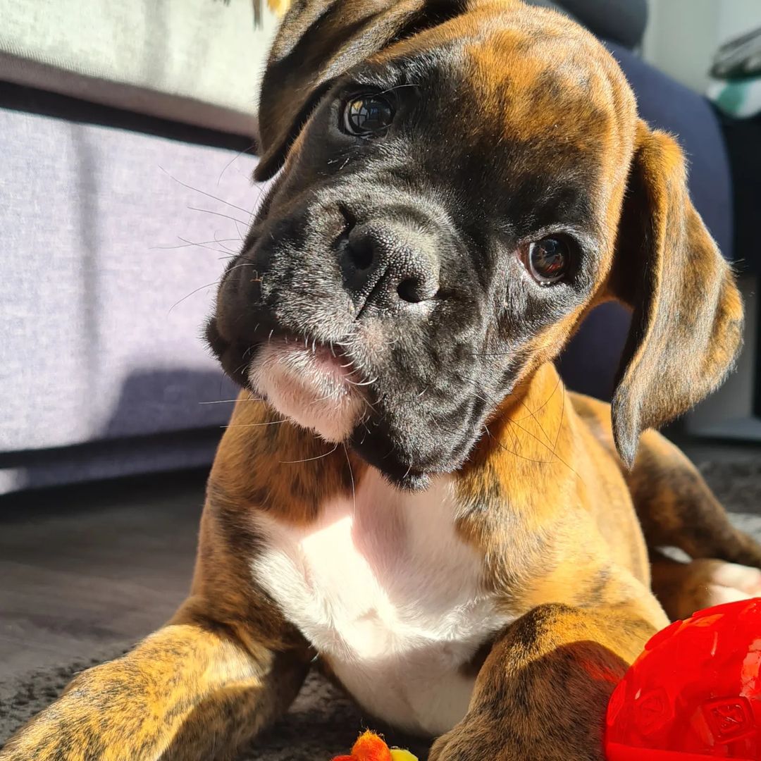 Boxerlover02's tweet photo. So sweet!

#boxer
#boxerlover
#boxerdogs 
#boxerlife
#boxer
#boxerpuppy
#boxerdoglove
#boxerdogsoftwitter
#boxerlove
#boxers
#boxerdoglover
#dogboxer https://t.co/Z0f4T93Nfy