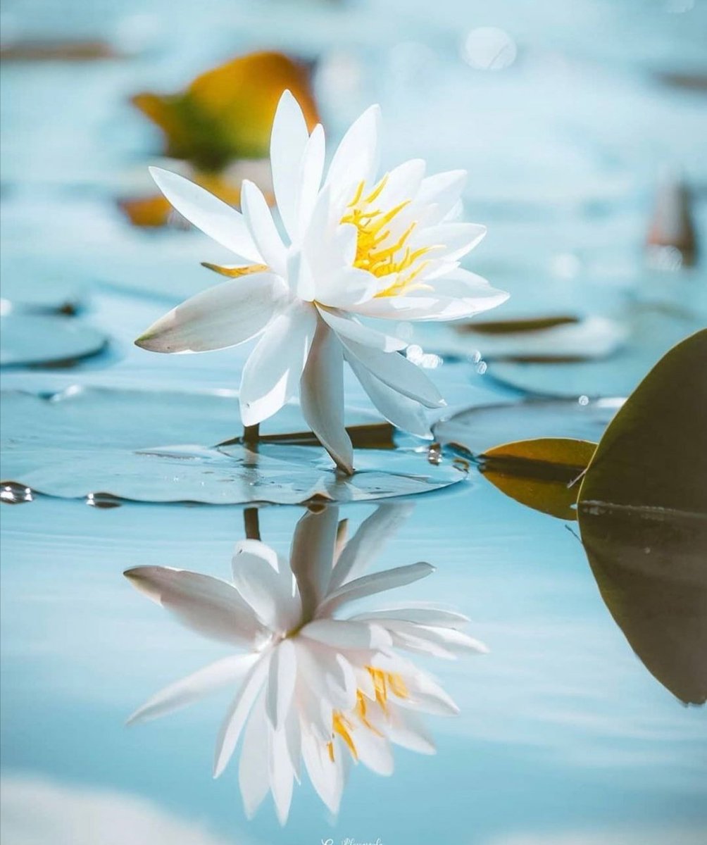 VieNatureSavoir's tweet photo. Good morning 💙《🌞¡💙 https://t.co/dcPAtdqQHV