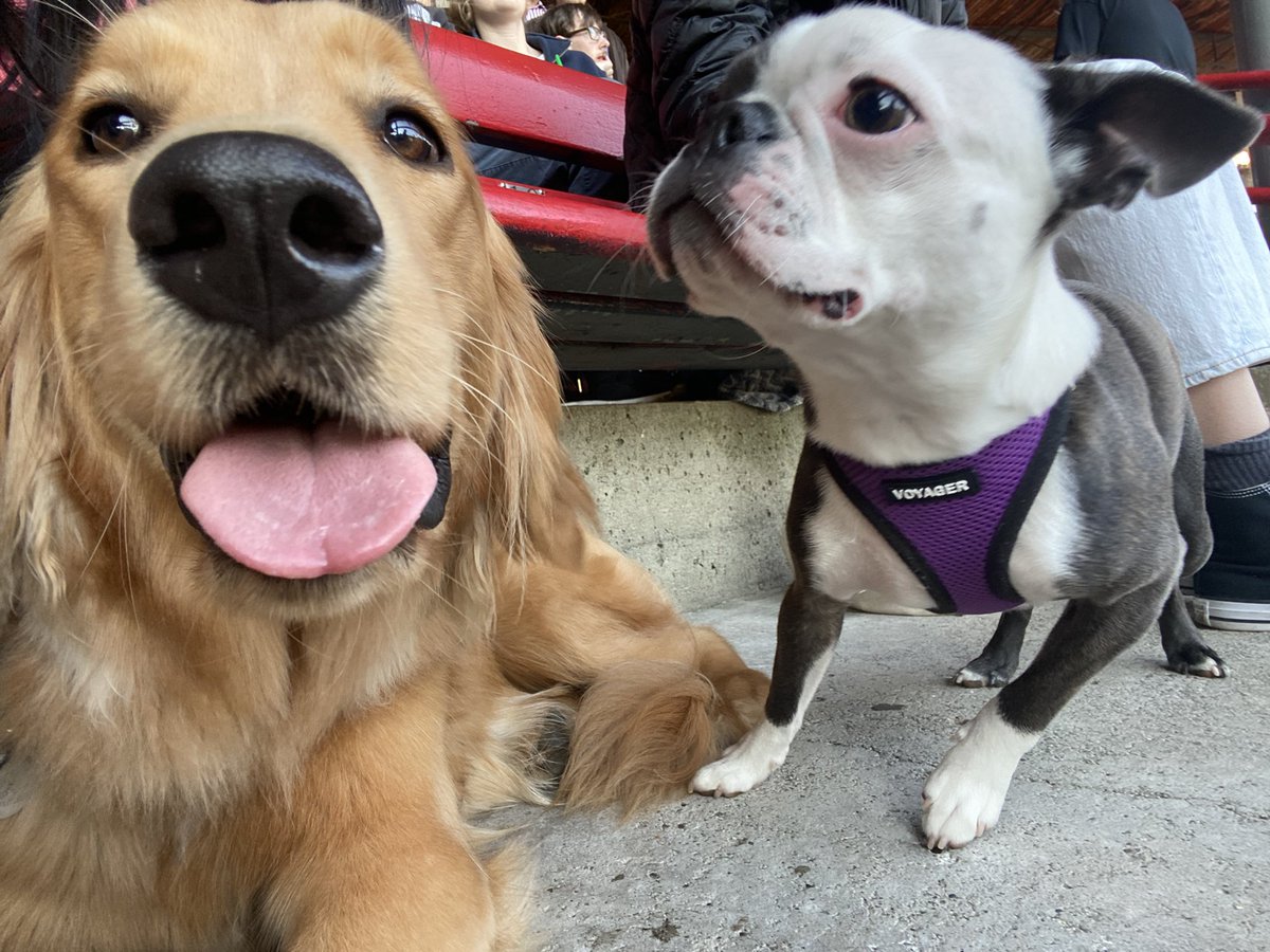 cloo2014's tweet photo. Another successful #DogDayofSummer #AtTheNat !! https://t.co/W4izqn1PHE