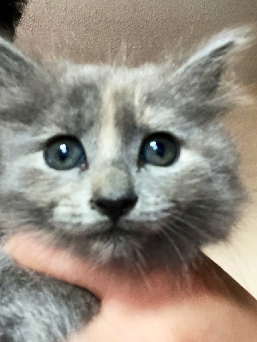 bubbbruh's tweet image. tell me why this bitch on da hood tried getting me and i juked her soooo good and the only reason she stomped me so many times is bc she had little da hood exploiter simps on her dick and they would clock in just to get me. and some weird demented man called me kitten…