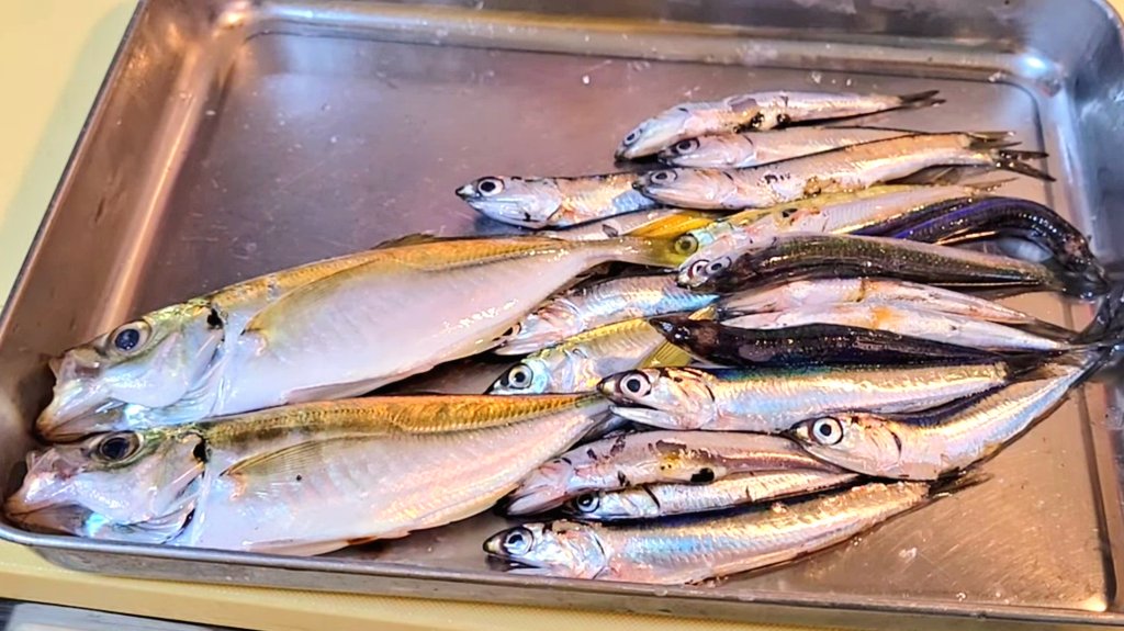 シコイワシ Twitter Search Twitter