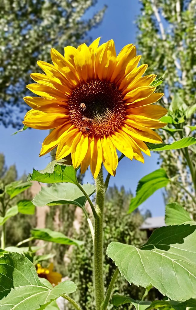 Soroor_Photo's tweet photo. @ScottShermphoto My dream flowers on @opensea 💐 

Price 0.12 $ETH

https://t.co/cY15kEXtse https://t.co/oYw1wcKFpx