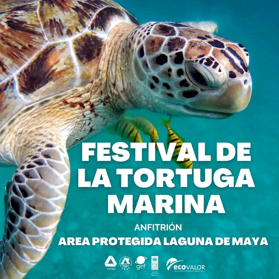 DirAdjFFMtz's tweet photo. Dia de las Tortugas Marinas 
#PNUD 
#GEF 
#GeffConservacion 
#FlorayFaunaMtz 
#Ecovalor 
#Matanzas https://t.co/gQvMYytpsw