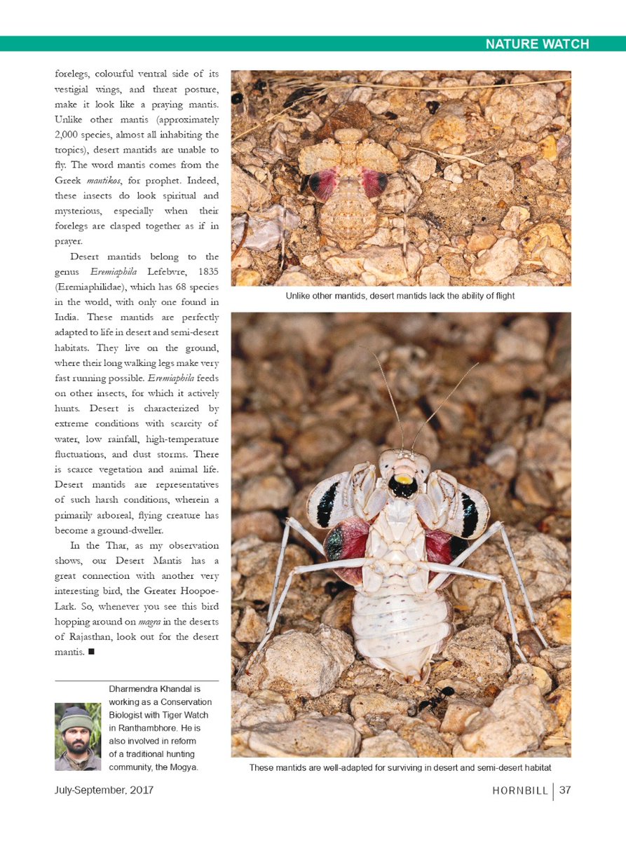 ForestRajasthan's tweet photo. The Desert is a land where creatures fight for survival. The extreme mimicry shown by the Desert Mantis is amazing as is its behaviour.
Read on this paper by Wildlife Biologist 
#DharmendraKhandal  published in The Hornbill  @BNHSIndia @watch_tiger
#Desert #mantis #desertmantis https://t.co/2cO0xgVyNi