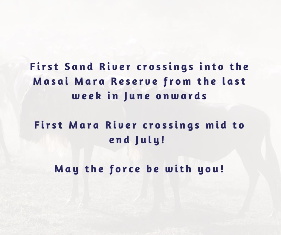 auricair's tweet photo. #MIGRATIONUPDATE #SERENGETI #WILDEBEESTMIGRATION #TANZANIA #MARARIVER #TANZANIAUNFORGETTABLE 

RE-SHARE FROM @C_T_Tourism @MIGRATIONUPDATES @CarelVerhoef @GMCmobilecamp https://t.co/jAbuloLXJ3