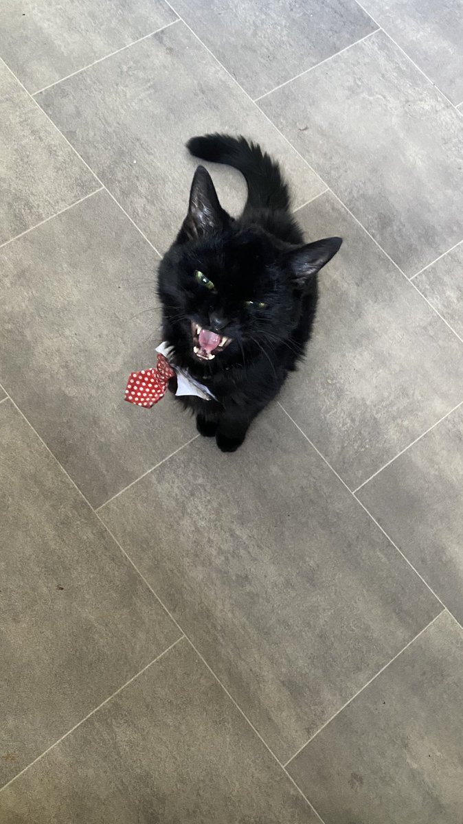 Hey you!  It’s breakfast time, you know what to do!! 😺😎 #CatsOfTwitter #Cat #cats