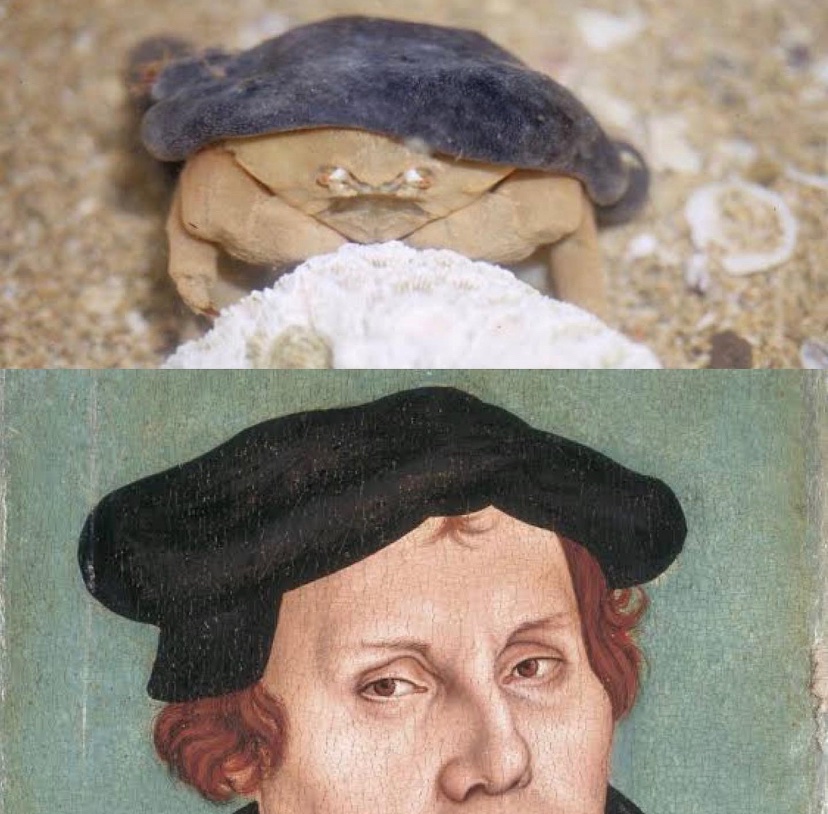 #whoworeitbetter, sponge 🦀 or Martin Luther? <a href="/artsmia/">Minneapolis Institute of Art</a> <a href="/wamuseum/">Western Australian Museum</a>  #spongecrab #1520s #martinluther #lucascranachtheelder #arthistory #fashionhistory