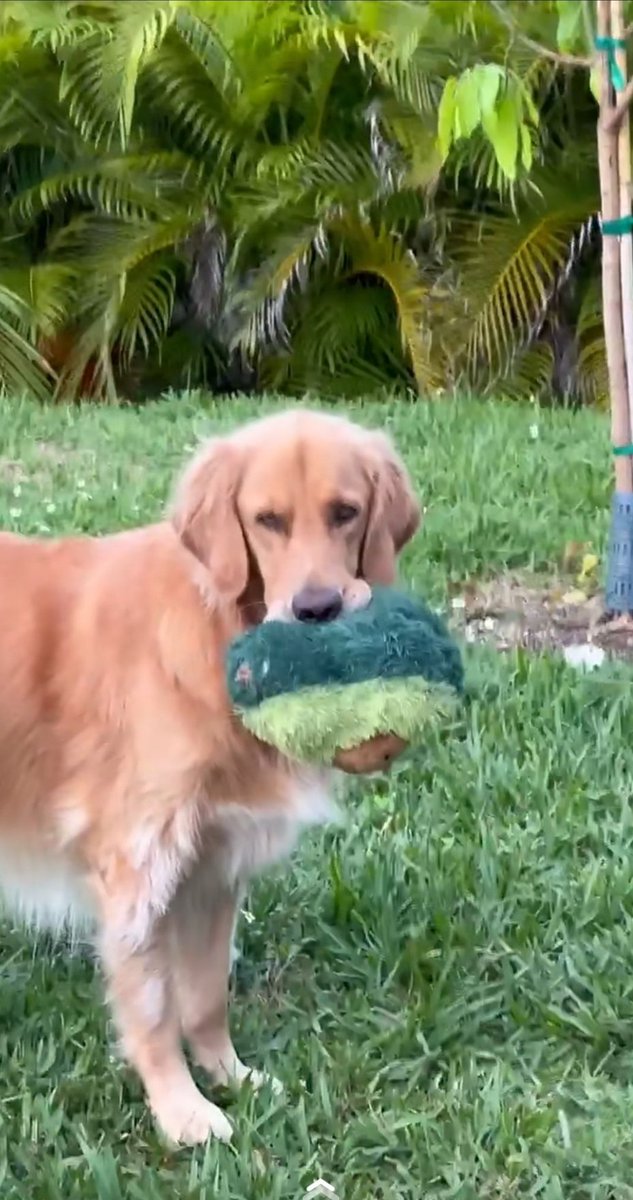 Guac With Two Legs tweet media