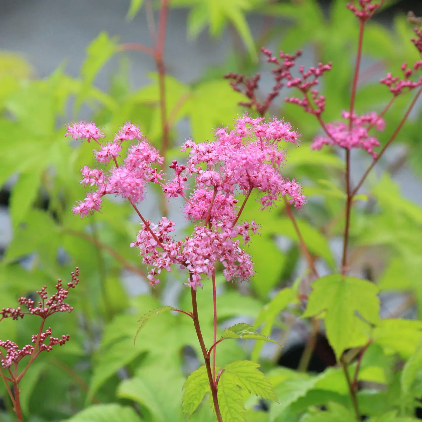 紫桜館 山の花屋 桃花キョウカノコ 栽培場にて咲きはじめました 9cmポット苗と15cmポット苗 Filipendula Puruprea F Albiflora 22 6 17 Filipendulapuruprea Filipendula キョウカノコ 京鹿の子 T Co 9ycmgjgswl Twitter