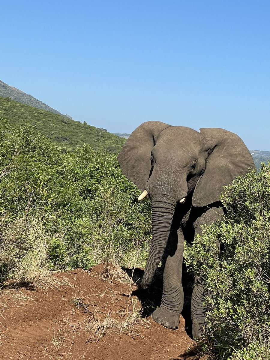 EmGEvangelista's tweet photo. Weekday &amp; weekend views with UKZN ENT 👩🏼‍⚕️➡️🐘 https://t.co/YbazK2E5N9