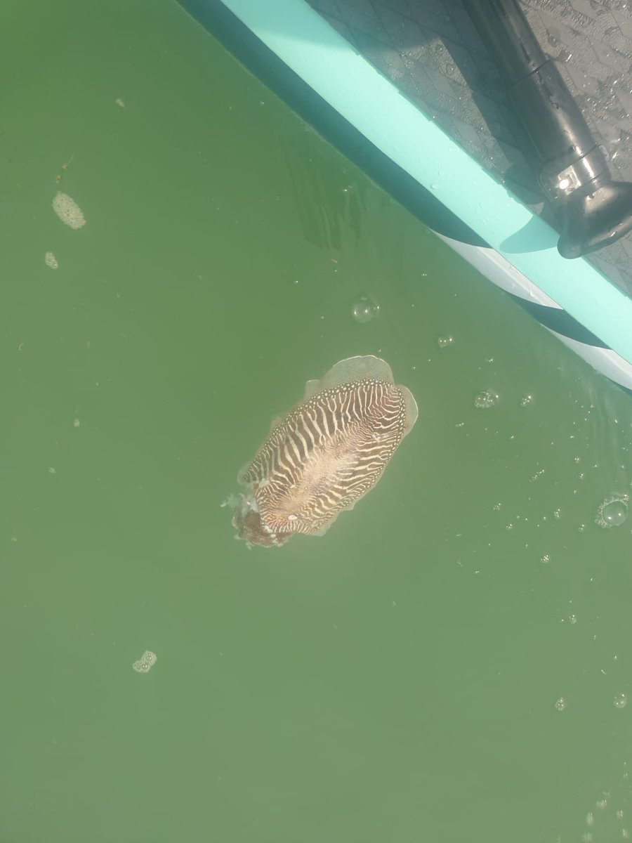 #CuttleFish by #DealPier spotted yesterday by my daughter #PaddleBoard #DealBeach ⁦@Deal_Town⁩