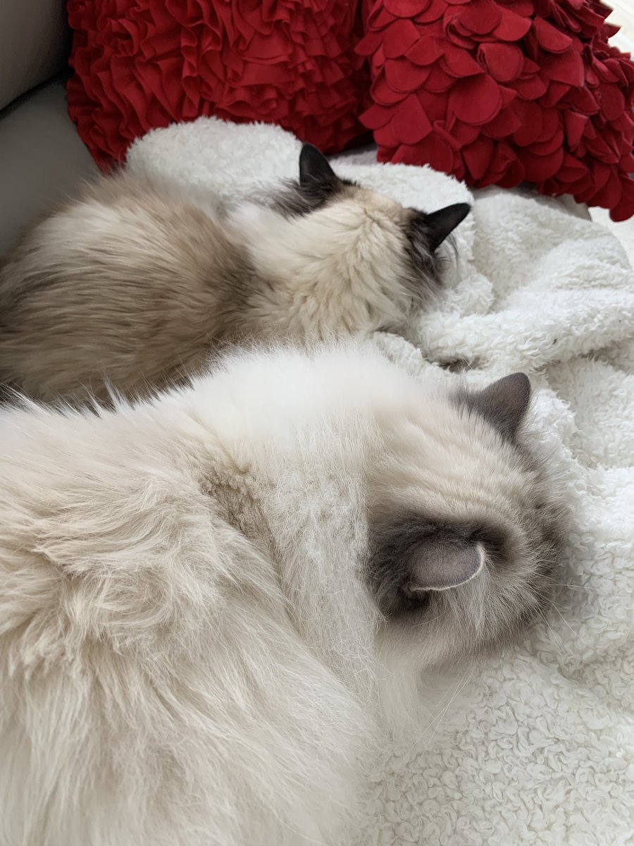 ElizGriff2016's tweet photo. #PhotoChallenge2022June Day 16 I’m often seen with……brace yourselves - Ari
♥️😘Ari &amp; Cali💋♥️ #Cats #CatsOfTwitter https://t.co/IhB4MxMM7r