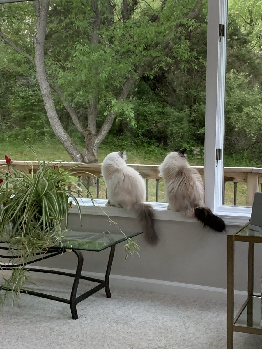 ElizGriff2016's tweet photo. #PhotoChallenge2022June Day 16 I’m often seen with……brace yourselves - Ari
♥️😘Ari &amp; Cali💋♥️ #Cats #CatsOfTwitter https://t.co/IhB4MxMM7r