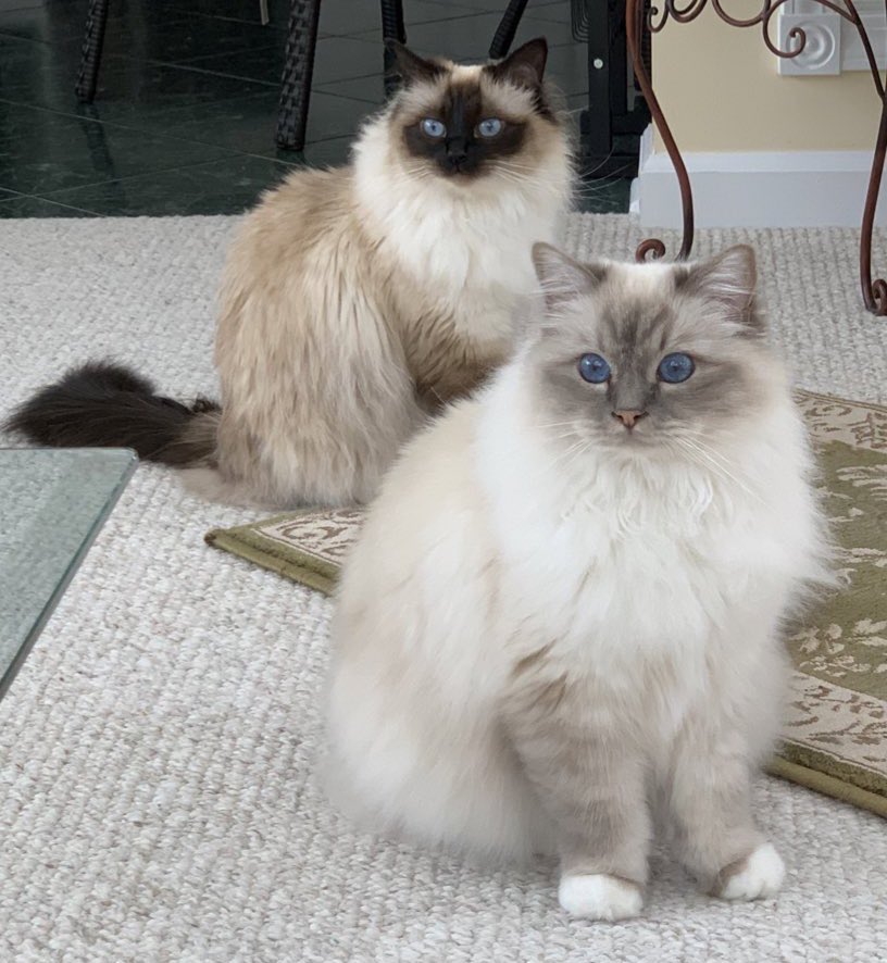 ElizGriff2016's tweet photo. #PhotoChallenge2022June Day 16 I’m often seen with……brace yourselves - Ari
♥️😘Ari &amp; Cali💋♥️ #Cats #CatsOfTwitter https://t.co/IhB4MxMM7r