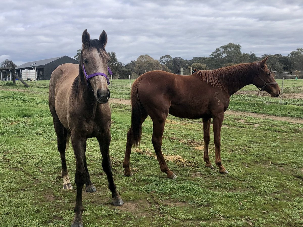 CobeLodge's tweet photo. Two new kids have arrived to start their #earlyeducation 
#puissancedelune gelding &amp; #fiorente filly.  Shultz &amp; Shabby!
@SwettenhamStud @widdenstud https://t.co/KPMyZkRudV