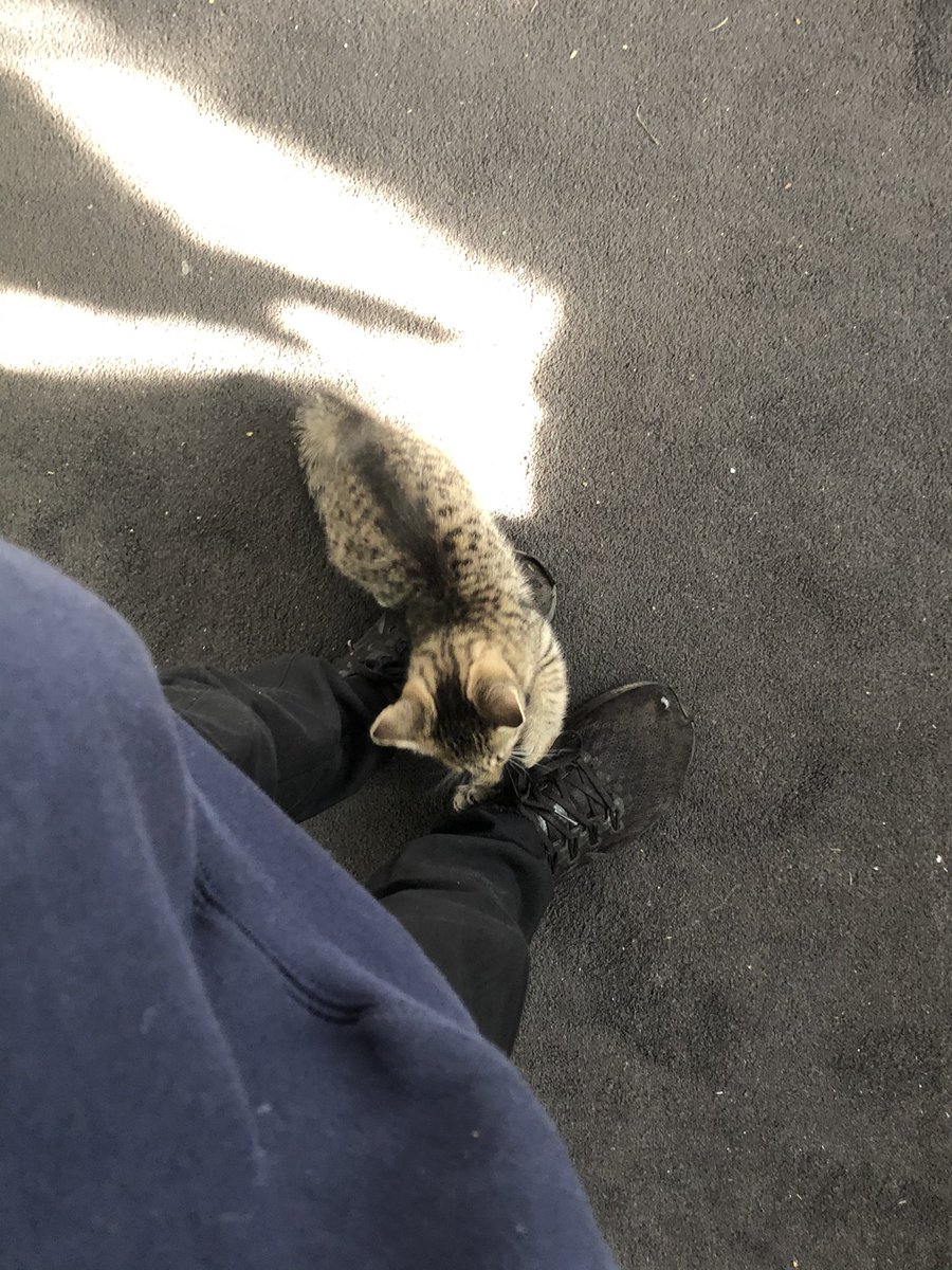 TheMagicMiss1's tweet photo. @Jethx My friend’s kitten was just so SMOL https://t.co/P9JNOw2iIj