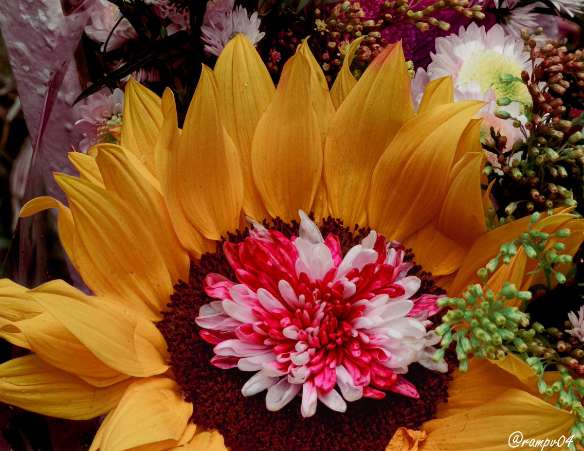 rampv04's tweet image. @rampv.04 #photographer #photodesigner