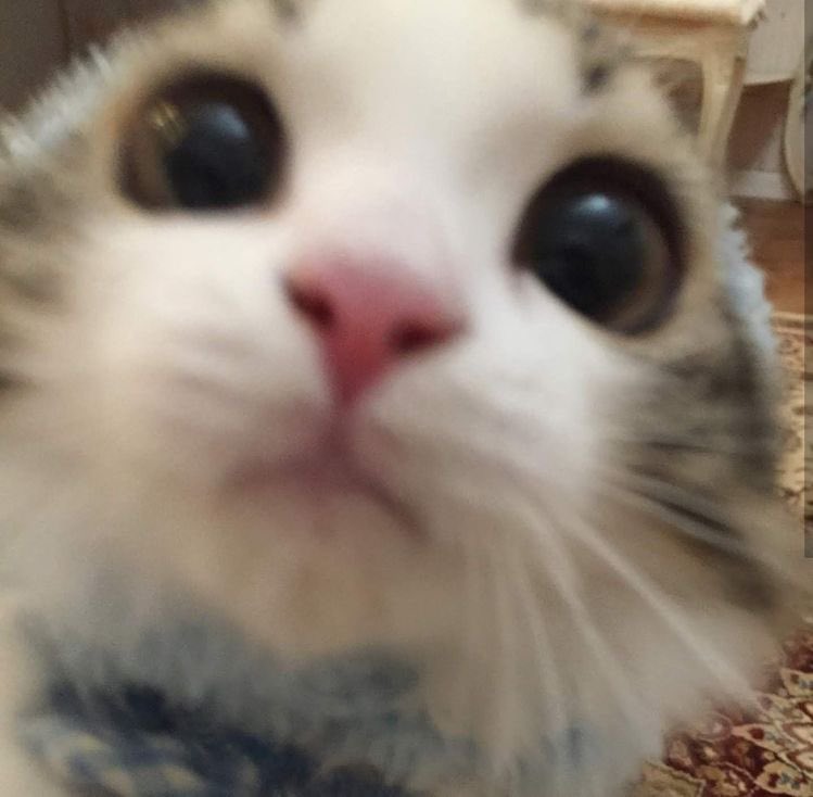 wonyoung as cats tweet media