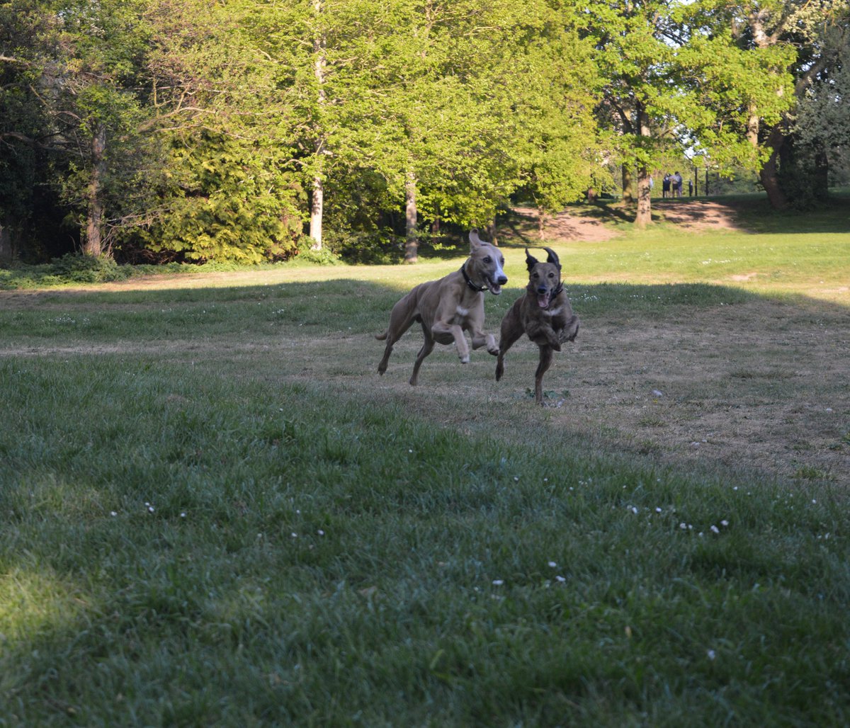 Me and my best friend <a href="/Sheppthelurcher/">Shepp</a> I love playing bites face and doing zoomies with him! 
📷- Shepps mom
.
#sighthounds #LifeGoesOn #zoomies #Dog #DogsOnTwitter