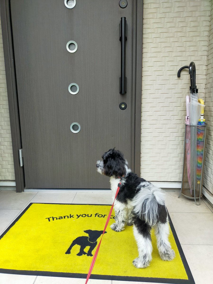 トリミングうきうきいぬ