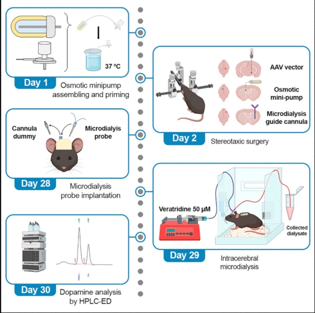 Analia Bortolozzi (@aabortolozzi) on Twitter photo Optimized protocol for intracerebral administration of a modified antisense oligonucleotide targeting the dopamine system in a mouse model… is out!!!! @CIBER_SAM <a href="/iibbcsic/">IIBB - CSIC</a> <a href="/idibaps/">IDIBAPS</a> <a href="/STARProtocols/">STAR Protocols</a> <a href="/SENC_/">SENC</a> pubmed.ncbi.nlm.nih.gov/35707681/ Optimized protocol for intracerebral administration of a modified antisense oligonucleotide targeting the dopamine system in a mouse model… is out!!!! @CIBER_SAM <a href="/iibbcsic/">IIBB - CSIC</a> <a href="/idibaps/">IDIBAPS</a> <a href="/STARProtocols/">STAR Protocols</a> <a href="/SENC_/">SENC</a> pubmed.ncbi.nlm.nih.gov/35707681/