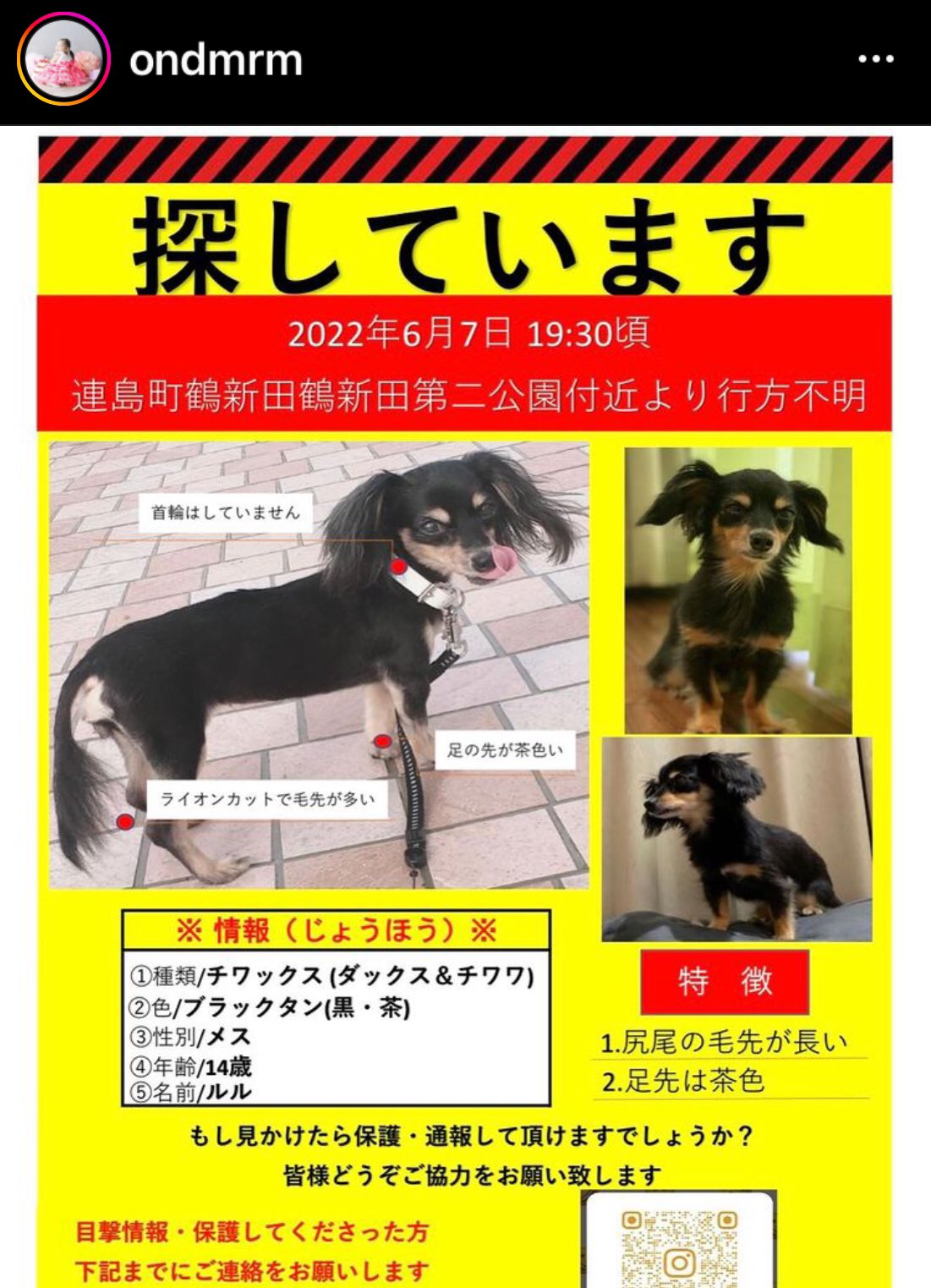 トイプードルのメルちゃん R4 5 8 岡山県 倉敷市 連島 鶴新田 14歳 白内障あり チワックス チワワ と ミニチュアダックスフンド ミックス犬 行方不明 倉敷市 チワワ ダックス ダックスフンド ダックスフント 黒茶色 小型犬 黒と茶チワワ 黒いチワワ トイプードルのメルちゃん R4 5 8 岡山県 倉敷市 連島 鶴新田 14歳 白内障あり チワックス チワワ と ミニチュアダックスフンド ミックス犬 行方不明 倉敷市 チワワ ダックス ダックスフンド ダックスフント 黒茶色 小型犬 黒と茶チワワ 黒いチワワ