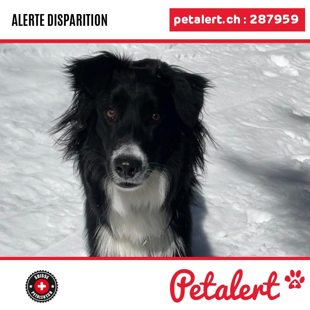 petalert_suisse's tweet photo. Disparu #Chien #Geneve #Confignon #Petalert #PetAlertGE / https://t.co/bhCl8ZPvYM https://t.co/cxKO1OXHKu