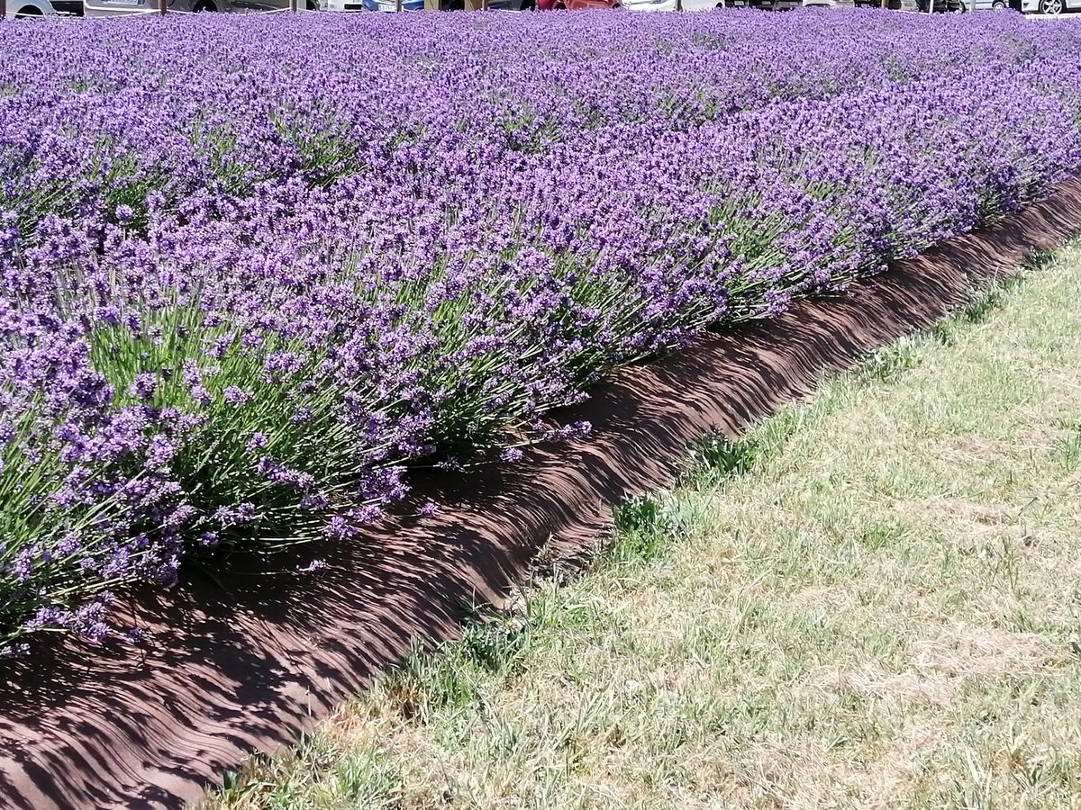 El camp d'espígol que es va plantar l'any passat per disposar-ne per la #FestaMajorVic ja és en plena floració

Si us hi acosteu, gaudireu d'un autèntic espectacle de color i olor, abans que sigui tallat a 1ers de juliol

<a href="/Osonament/">Osonament</a> en té molt bona cura

#lavandulaangustifolia