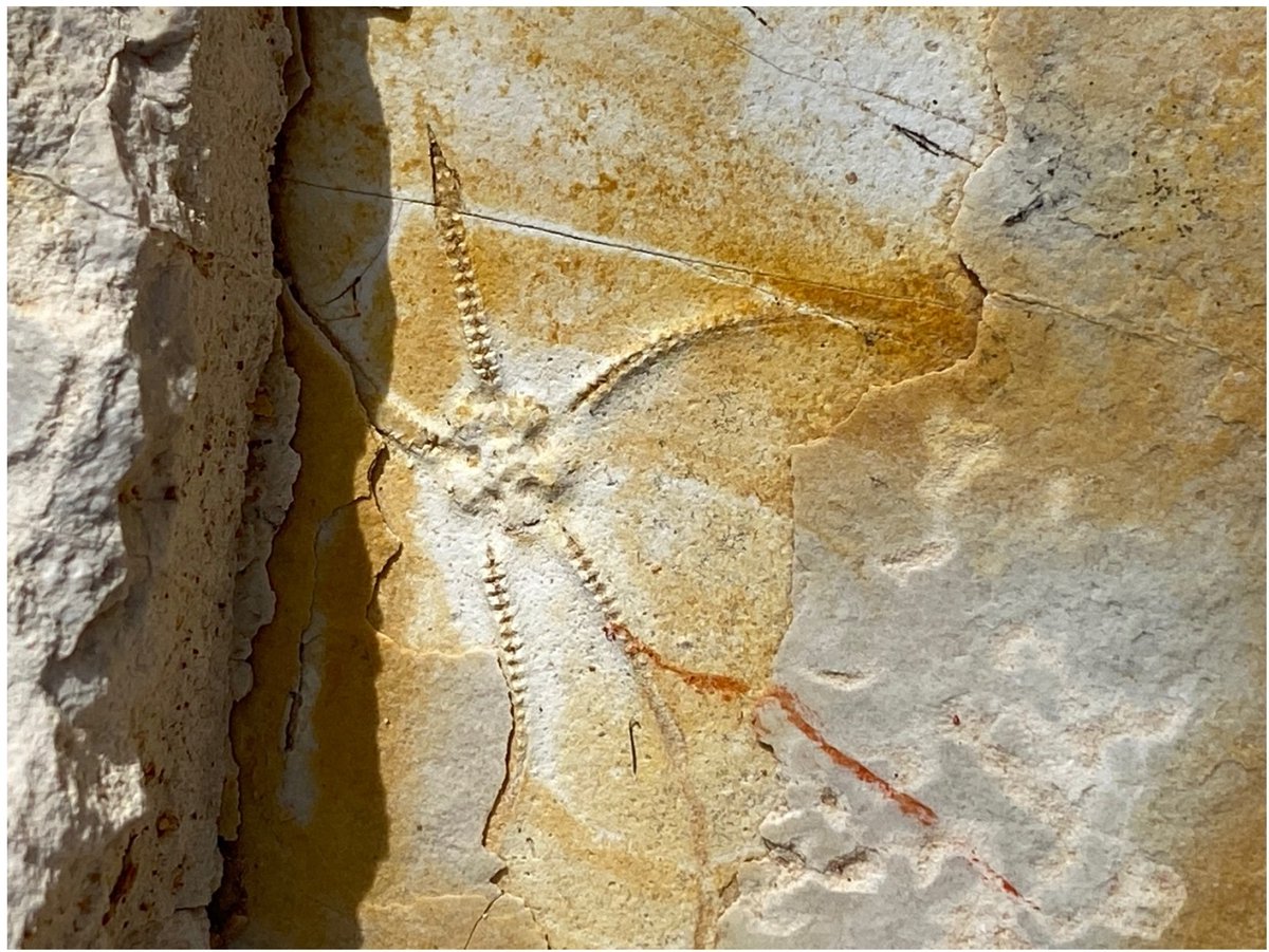 PaleoCanjuers's tweet photo. Ophiure vieille de 150 Ma fraichement découverte sur le site de Canjuers. Ces animaux marins élégants possèdent cinq bras serpentiformes et flexibles qui leur permettent de se déplacer facilement sur le fond marin. Ils n’ont pas d'anus: les excréments sont expulsés par la bouche. https://t.co/gaUPFxvP8Z