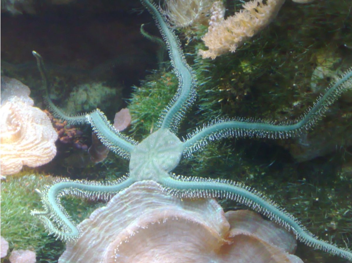 Ophiure vieille de 150 Ma fraichement découverte sur le site de Canjuers. Ces animaux marins élégants possèdent cinq bras serpentiformes et flexibles qui leur permettent de se déplacer facilement sur le fond marin. Ils n’ont pas d'anus: les excréments sont expulsés par la bouche.