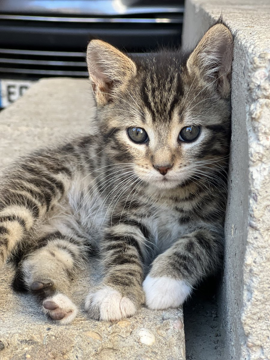 Parce que la vie est bien plus douce quand on est un chaton