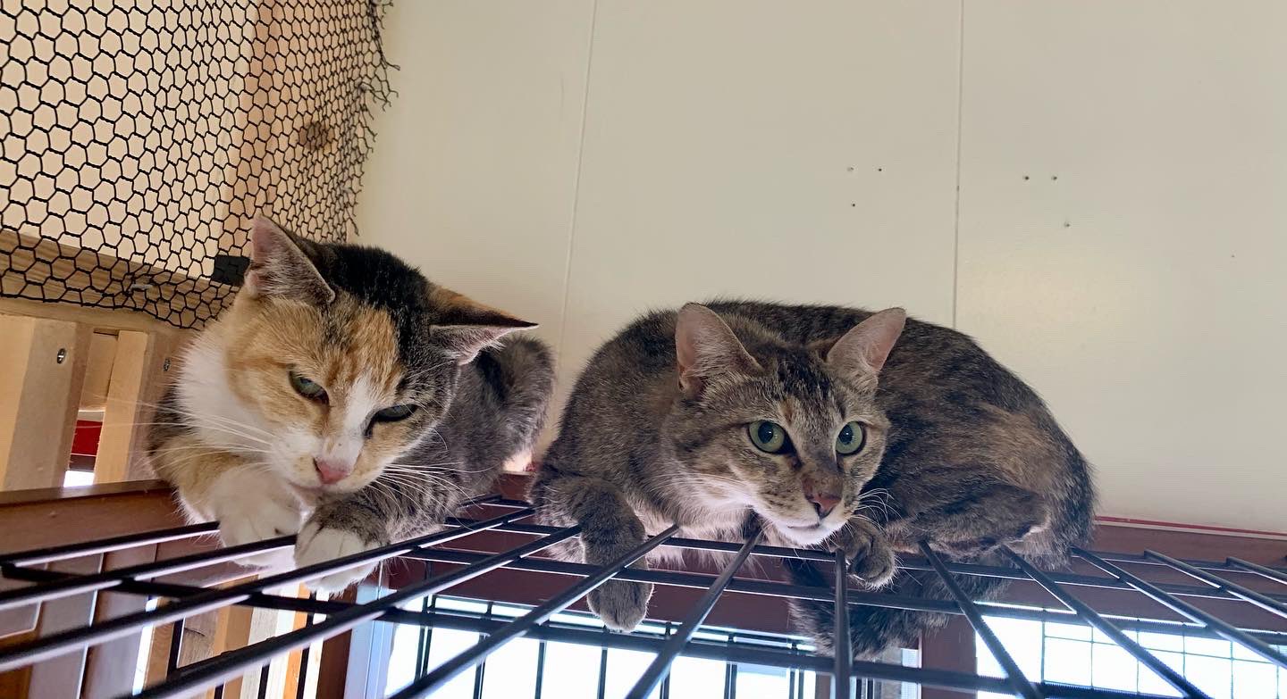 保護猫カフェ 猫婆 En Twitter ママ猫の子ども 茶トラ を保護する予定の捕獲器に 三毛猫が入ってました 同じ場所にいたから ママ 猫と三毛猫は姉妹かも 三毛猫の女の子 1 2歳 体重2 86キロ ウイルス検査は陰性でした 保護猫 保護猫カフェ 里親募集中