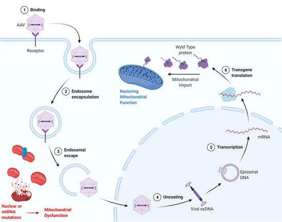 Mito_Therapy's tweet photo. Happy to share our latest review on "Gene Therapy for Mitochondrial Diseases: Current Status and Future Perspective".
Thanks to @BottaniEmanuela @iva_dime @DrGiuliaMassaro, Alessia Di Donfrancesco and Valeria Tiranti for their contribution

https://t.co/BTtsAsB1vW https://t.co/v6XqpliPD6