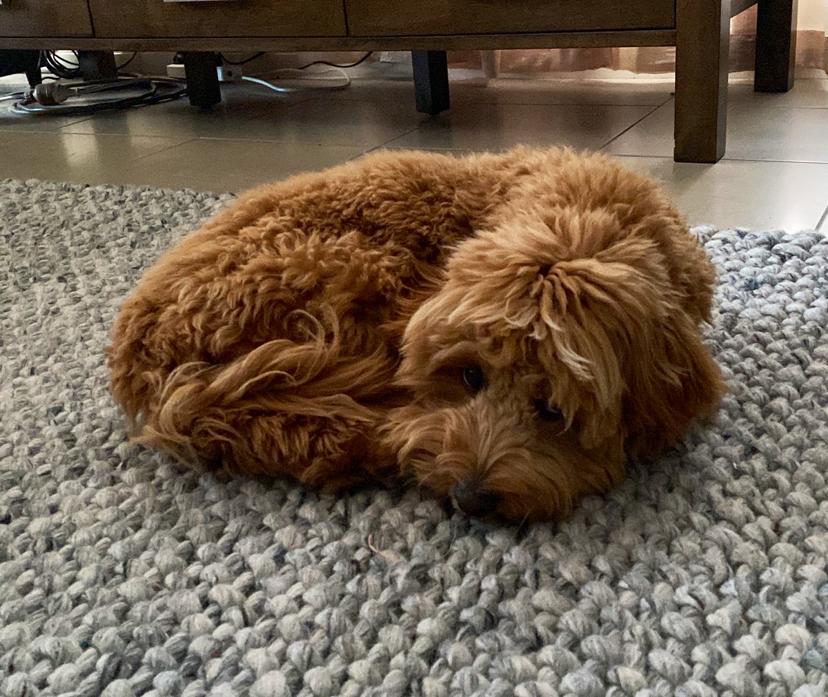 Aussieboy_85's tweet photo. In other news, my little fuzzball turns 7 months today ๐๐ถ #gettingziggywithit https://t.co/yshML0IQGq