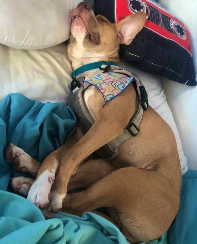 delainmt's tweet photo. La siguiente foto de mi cachorra describe como terminé el día. https://t.co/Ik1lsYsZUt
