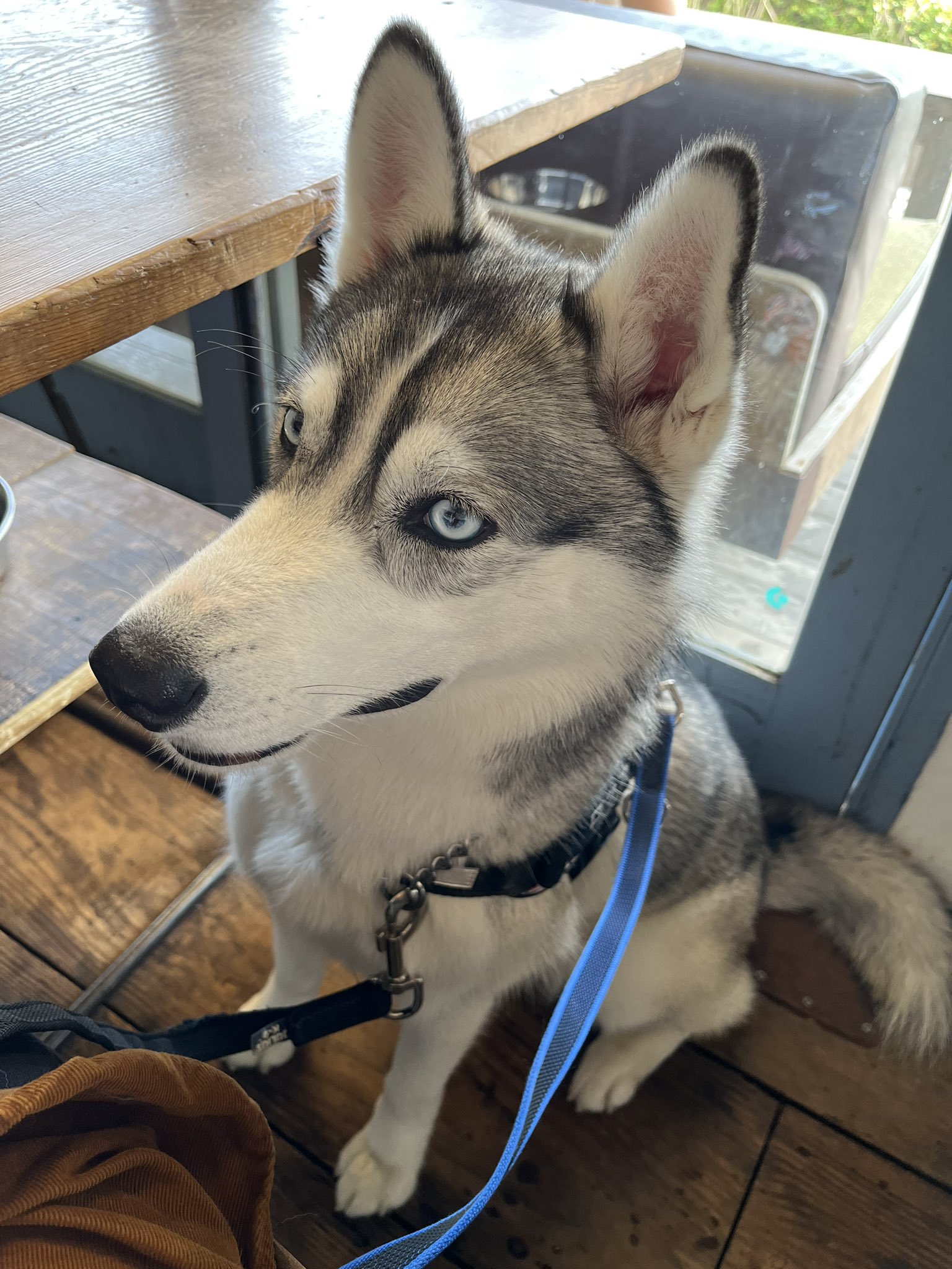 ロッカ ポックル Husky Rokka Twitter