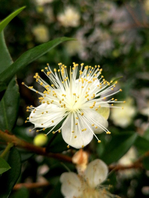 道端の草花のtwitterイラスト検索結果